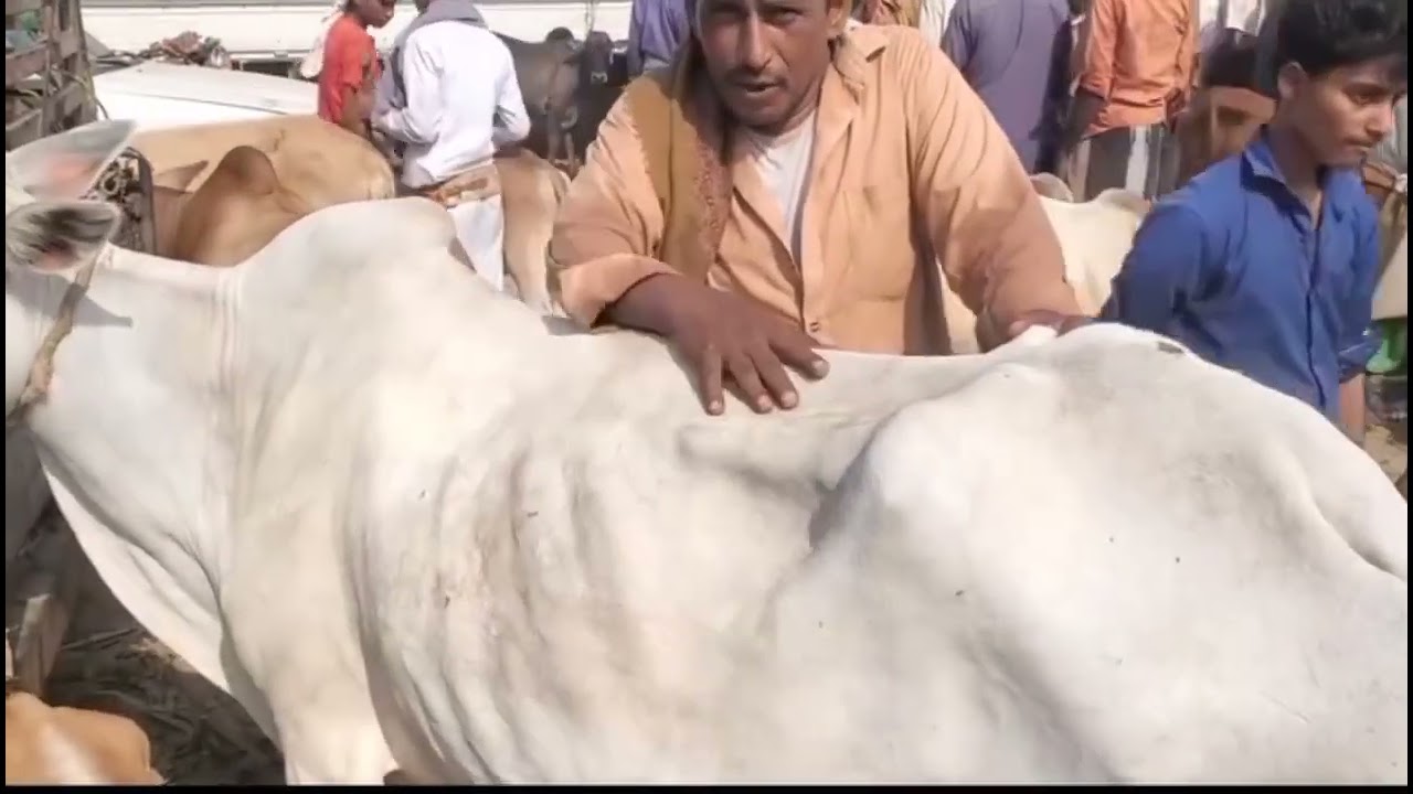 أسعار العجول والابقار بسوق المعرص الاسبوعي بمديرية الزهره محافظة الحديدة اليمن