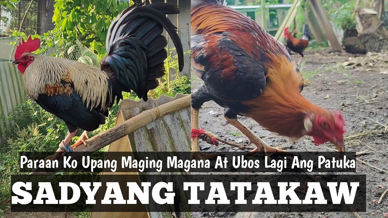 Paano Patakawin Ang Manok | Lahat Nagawa Mo Na Pero Pihikan Pa rin | Linyada ng Mamay