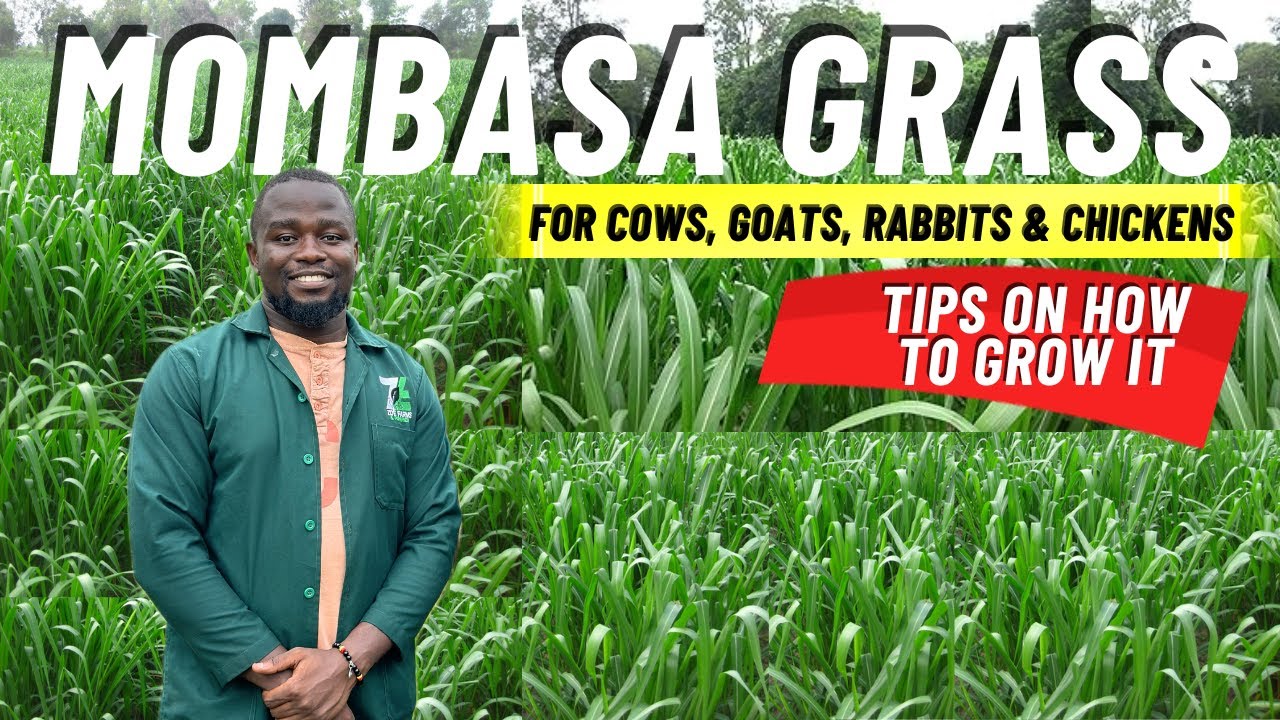 How To Grow Mombasa Grass for Goats and Free range Chickens