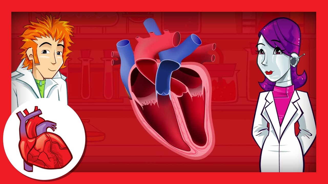 Atrioventricular septal defect (AVSD)