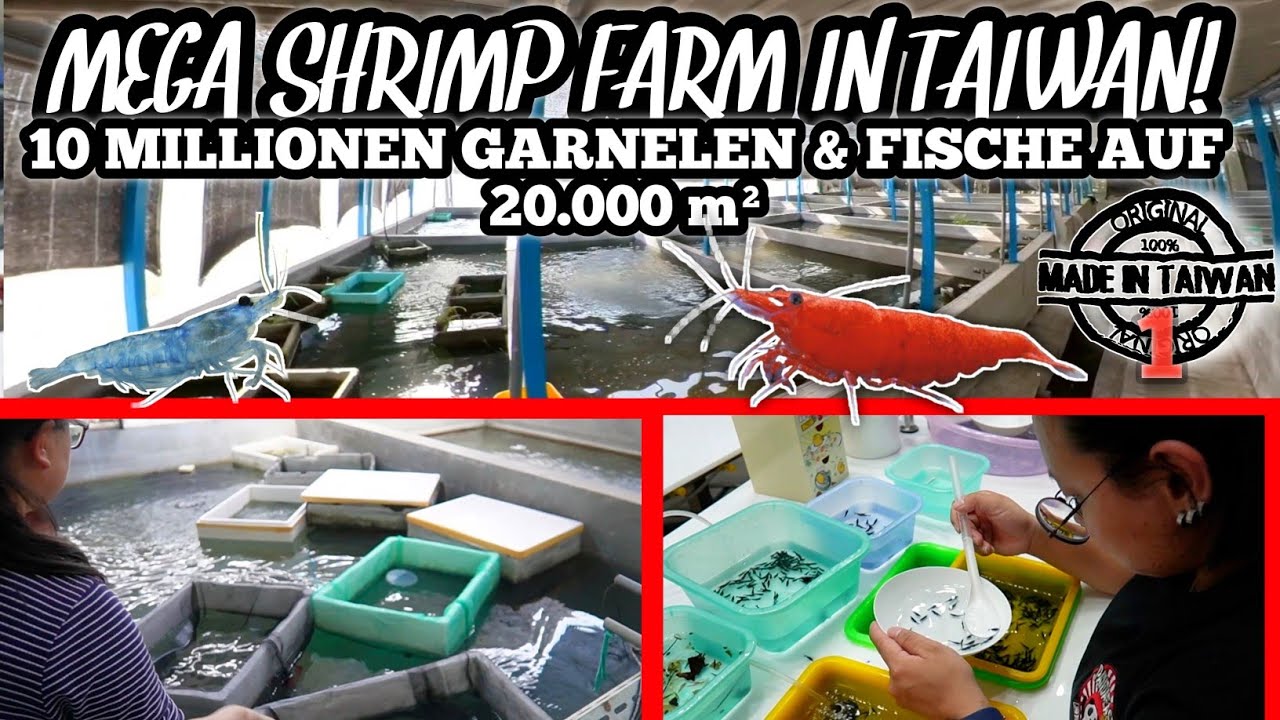 Taiwan's Largest Neocaridina Shrimp Farm | A look behind the scenes