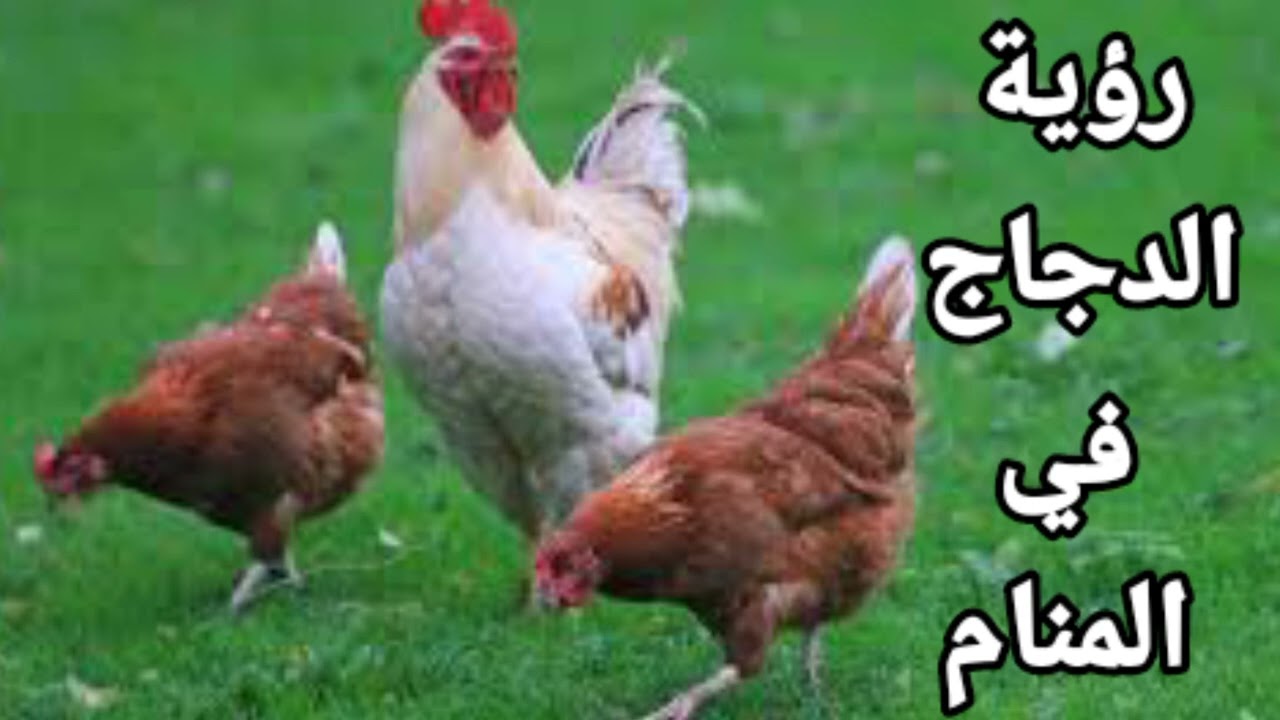 رؤية الدجاج فى المنام