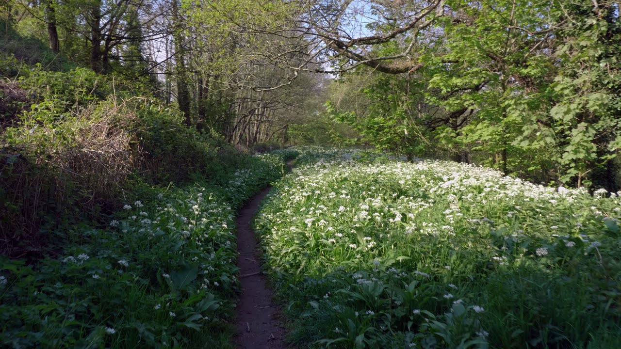 Walking Under Covid 19 Restrictions (Kingsteignton Gappah and the River Teign) Updated Version