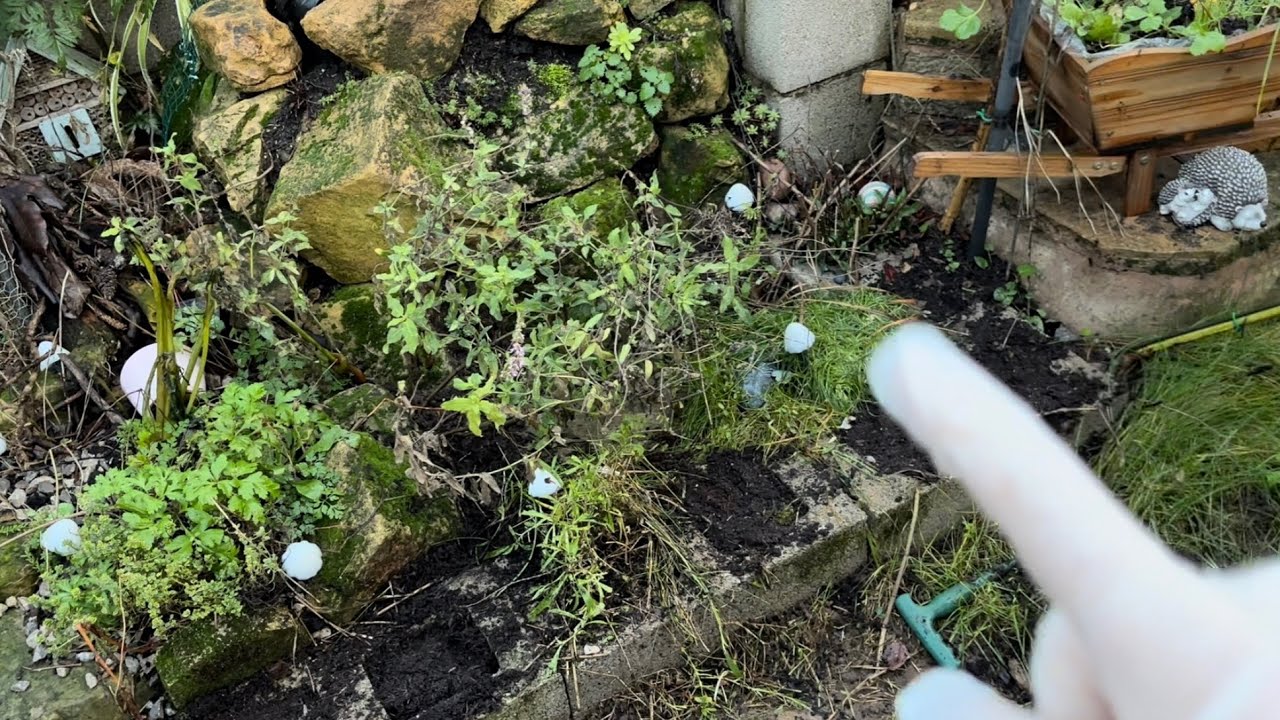 Planting my spring bulbs 🌷 PART 2 #springiscoming 