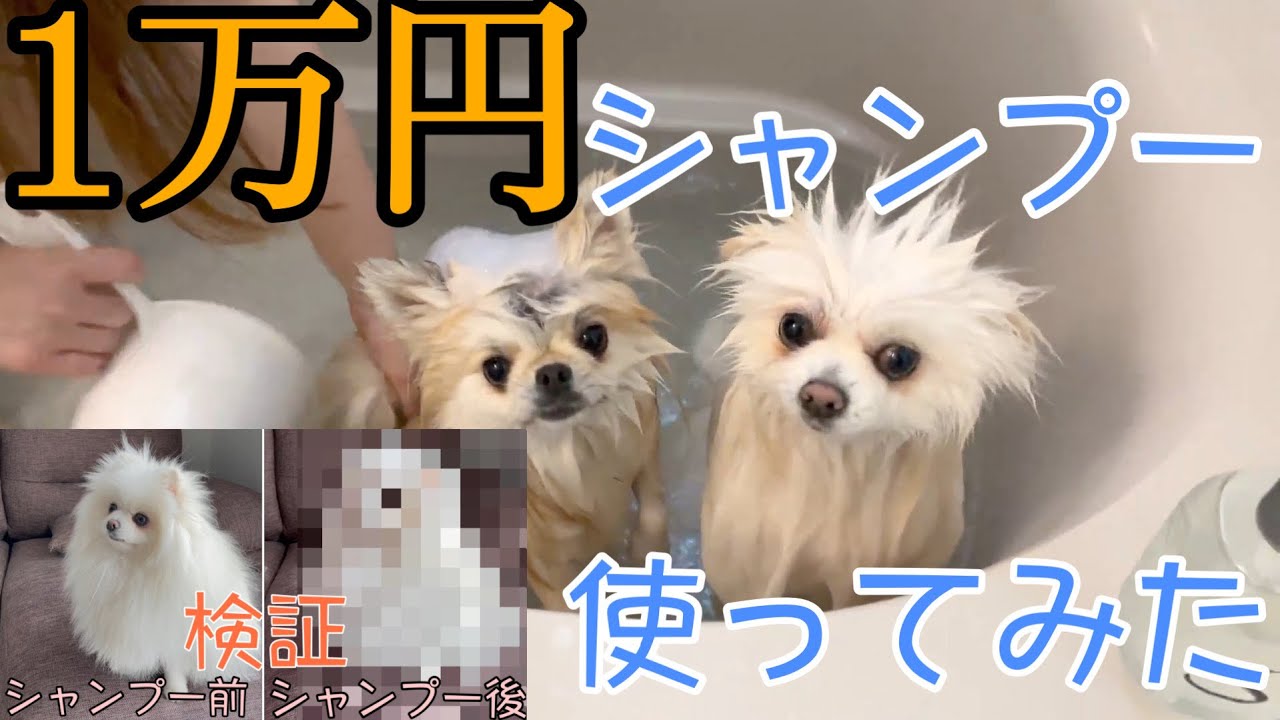【ポメラニアンお風呂】高級シャンプーを使ったらモフモフになるか検証してみた！