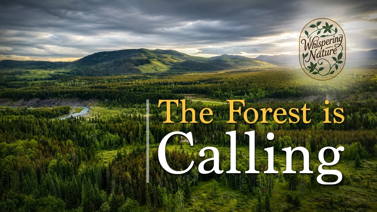 Forest Roads and Mountain Views 🌲🏔️ | Ep.1136