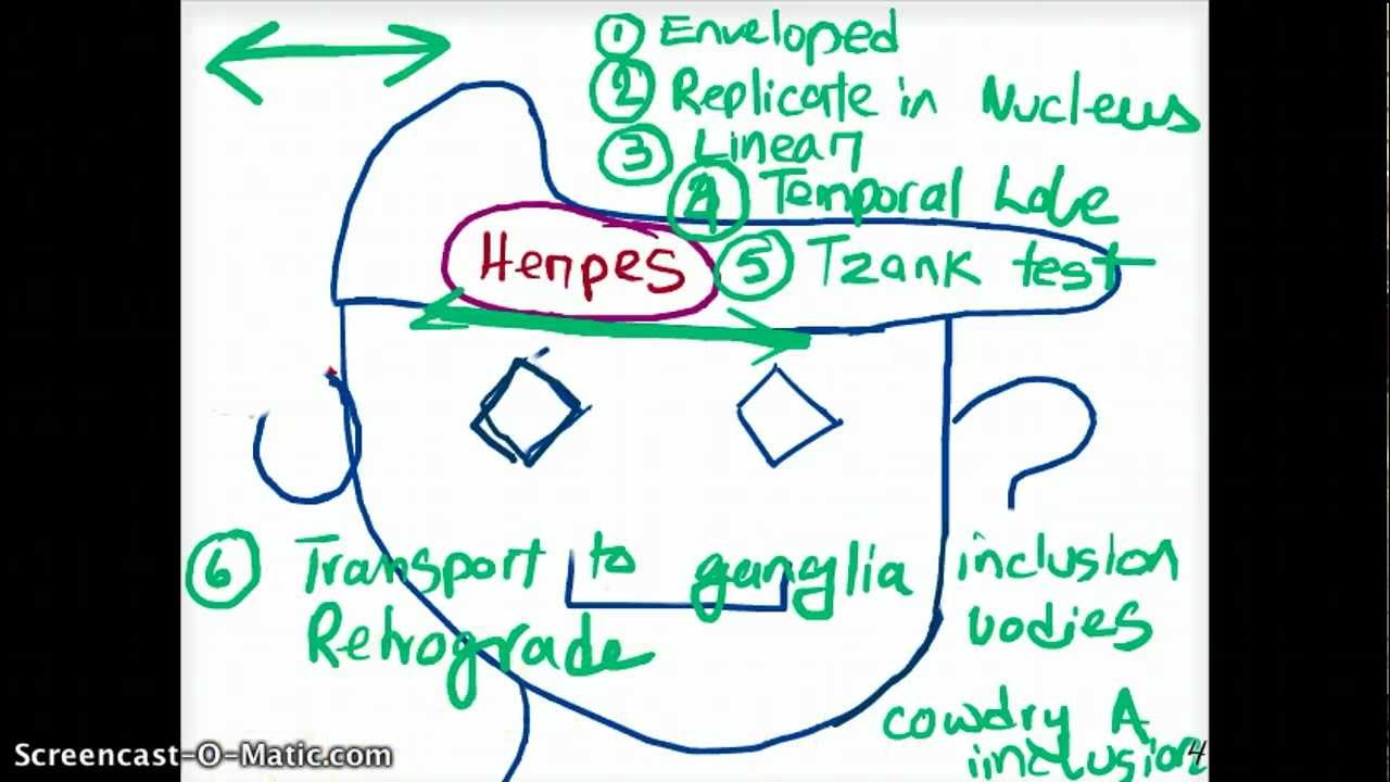 EASY WAYS TO REMEMBER DNA VIRUSES
