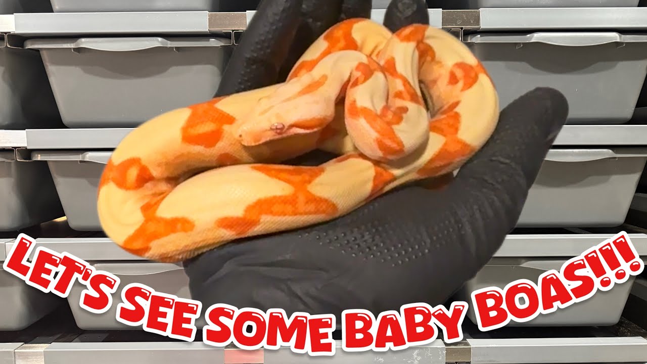 2024 - Kahl Albino Sunglow Boa Litter - “Update”