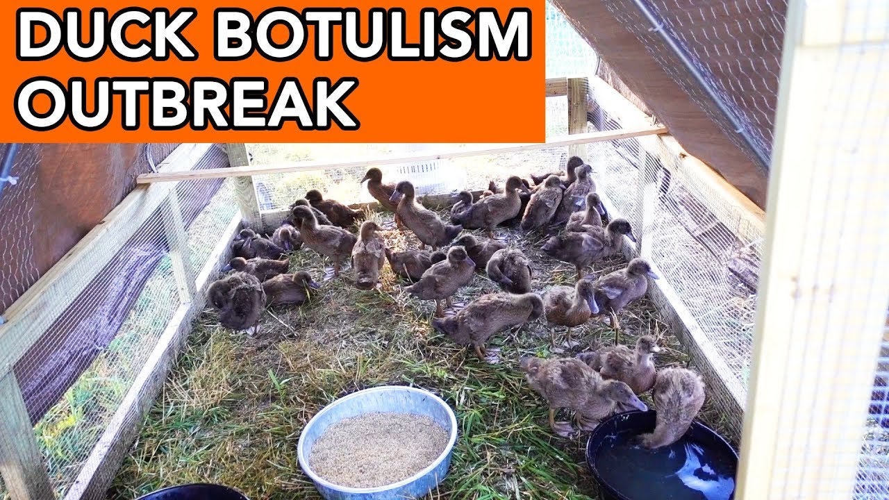 Duck Epidemic. Duck Botulism?