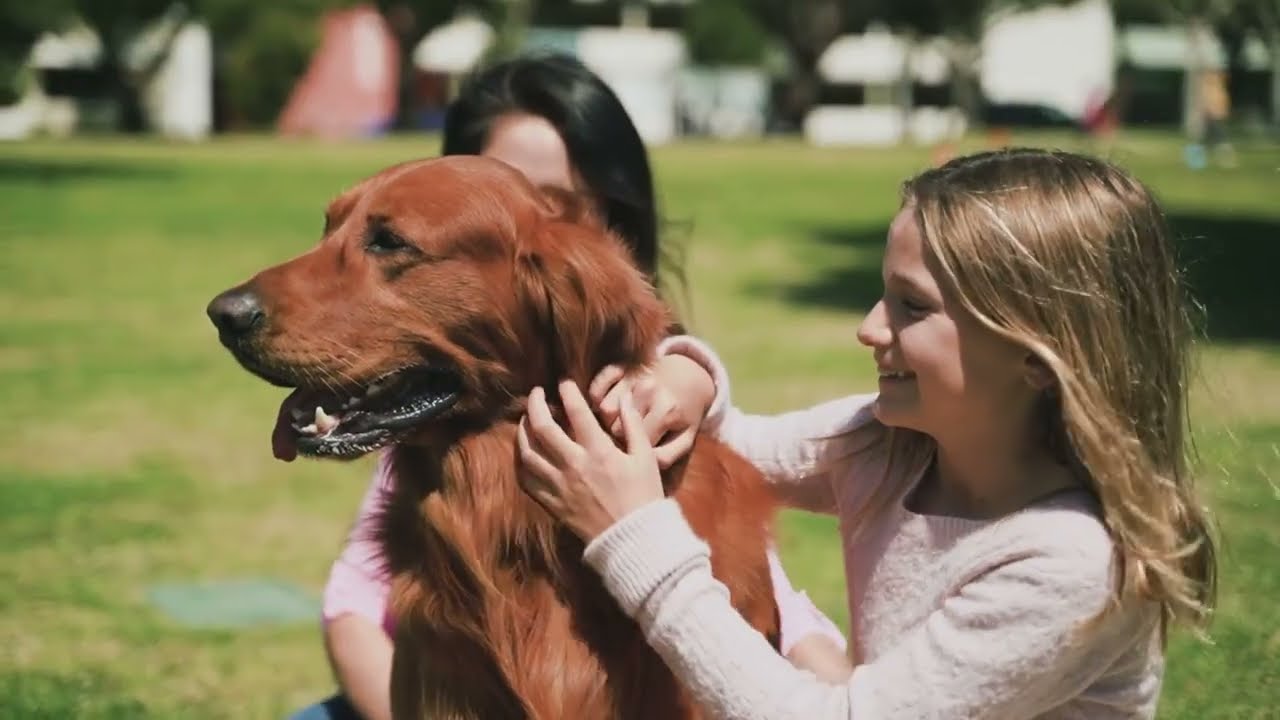 The PERFECT Family DOG? Why AMERICA LOVES Golden Retrievers.