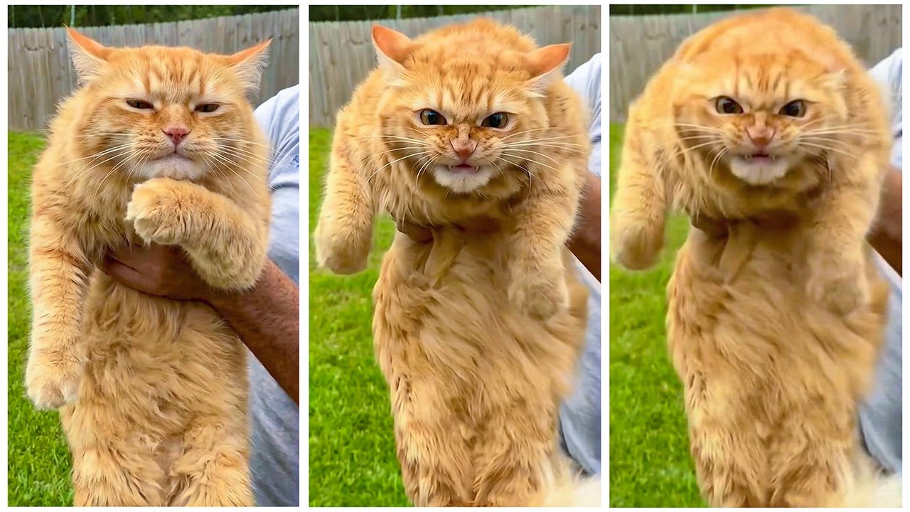 HILARIOUS! Best Dog and Cat Falling Moments 2026 🐶🐱