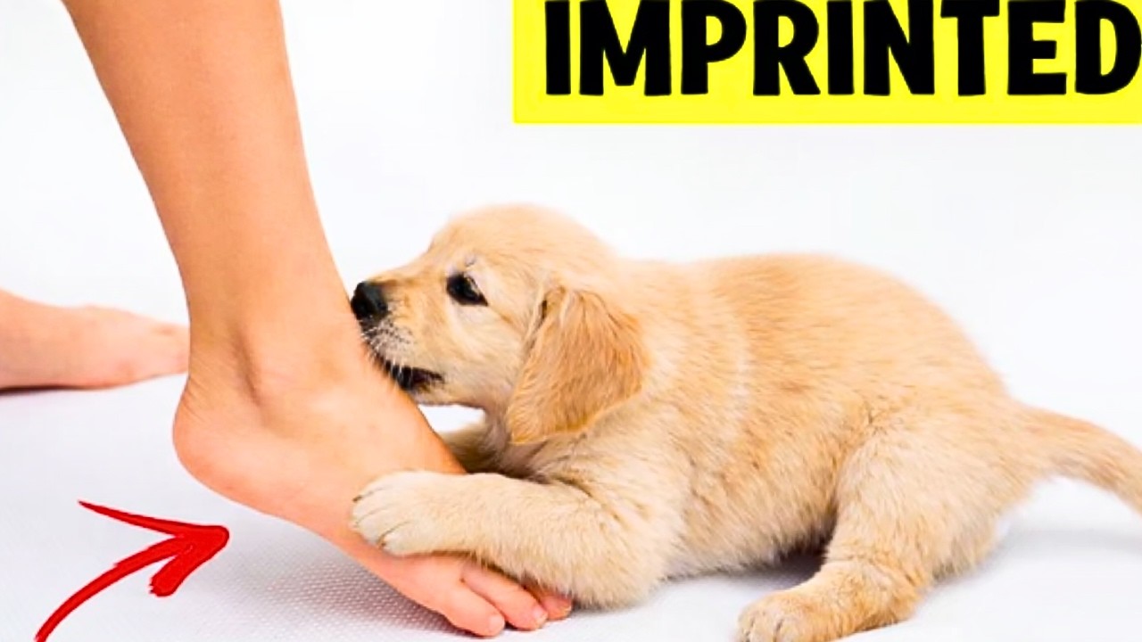 The 20 Signs Your Golden Retriever Has Imprinted On You (Confirmed by Science)