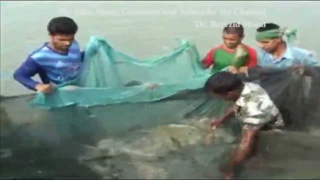 পুকুরে মহাশোল মাছ চাষ করে অধিক লাভ | Mohashol fish farming | song dance information