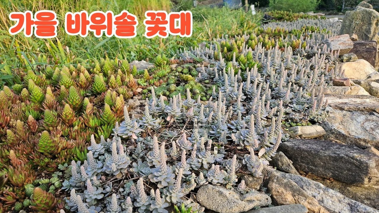 가을 화려한 바위솔 꽃대 대추수학 공구창고짓기