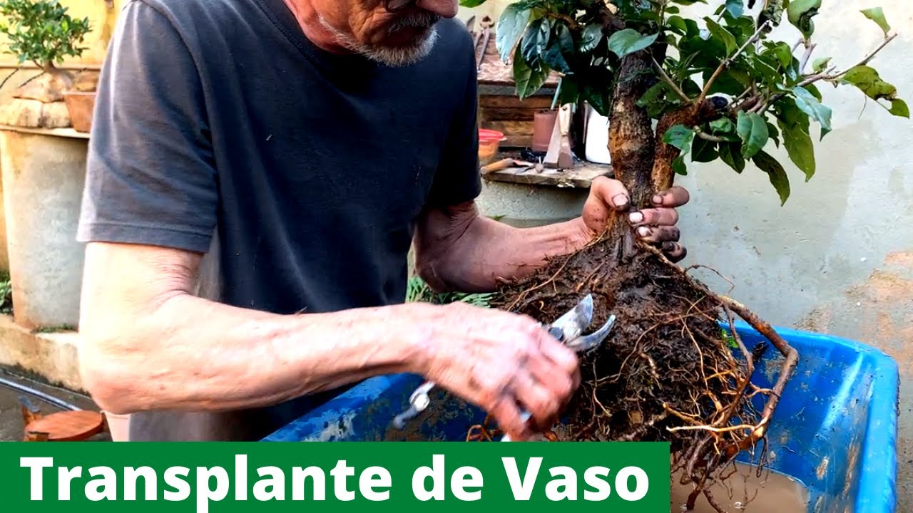 Transplante de Vaso