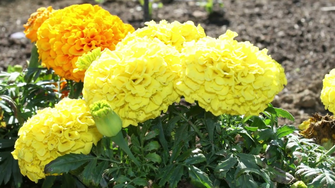 Vicaces ou annuelles ??? C'est quoi la diff&eacute;rence ?