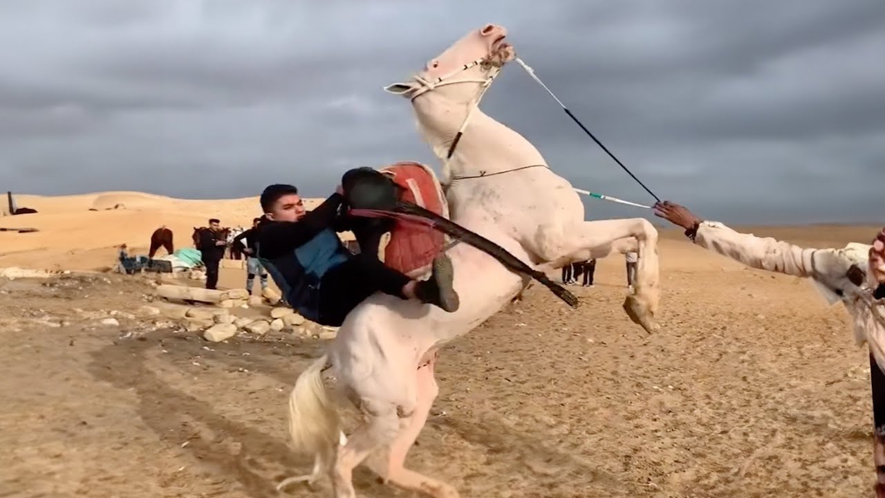 Best horse videos - These Funny And cute Horses are a must watch! P10