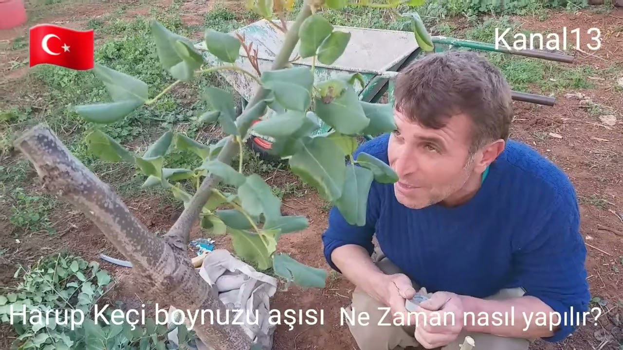Harup Ke&ccedil;i boynuzu aşısı ne zaman ve nasıl yapılır? meşhur aşıcı Ali Kavuş Bol bol sulayın ağa&ccedil;ları.