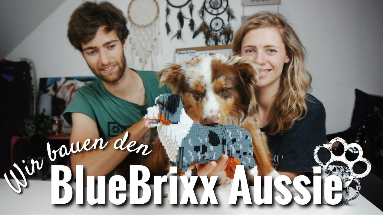 BlueBrixx Pro Australian Shepherd bauen - Geschenkidee für Aussiefans! kompletter Bauprozess