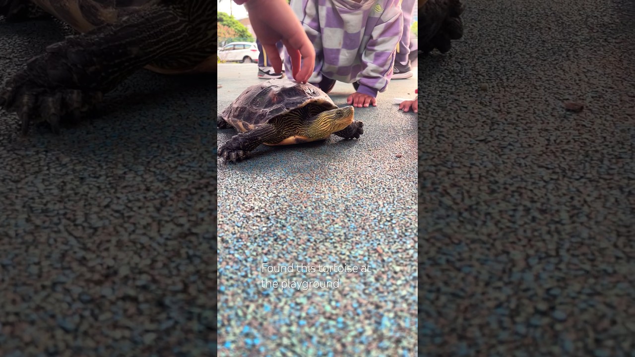 Tortoise at the playground #exploretaipei #newtaipeicity #taipeiadventures