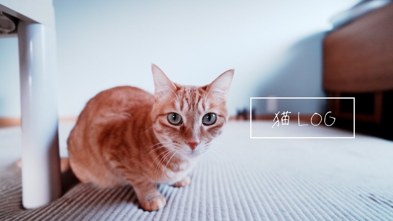 【猫 LOG】猫の日だ、うちの猫たちです。