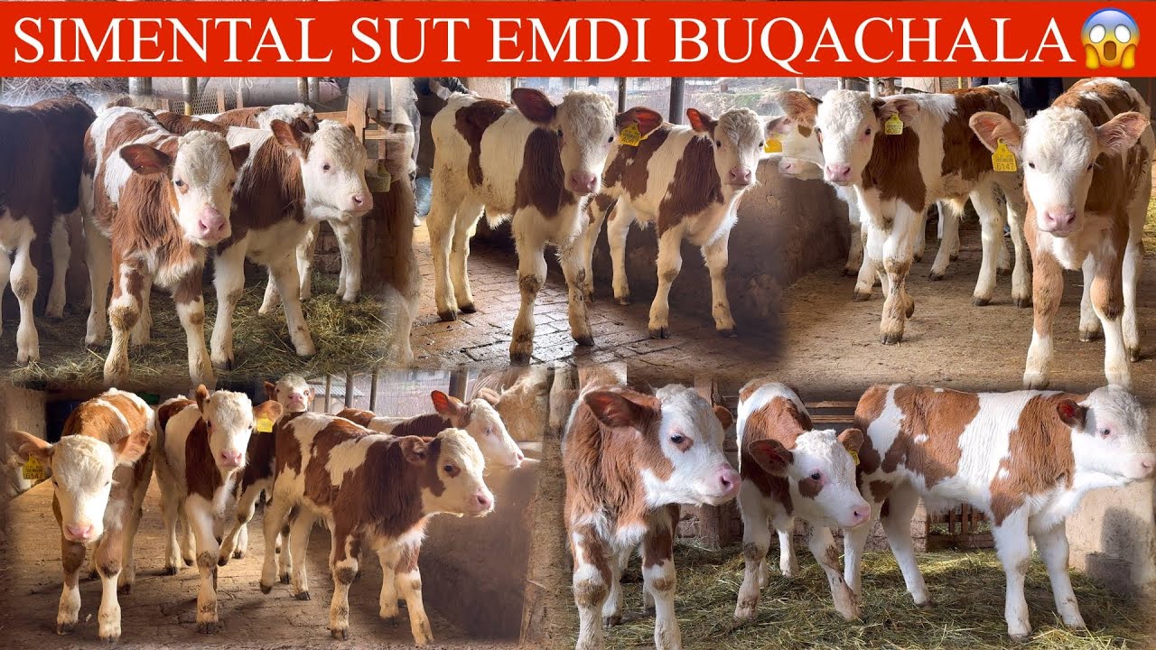 🥛SUT EMDILAR✊100. TOZA SIMMENTAL😳🏃BUZOQLARI BUNAQASI KAM K TUGAP QOLMASIN🏃