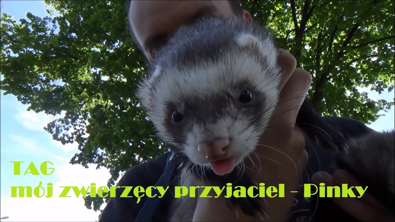 TAG: mój zwierzęcy przyjaciel - Pinky