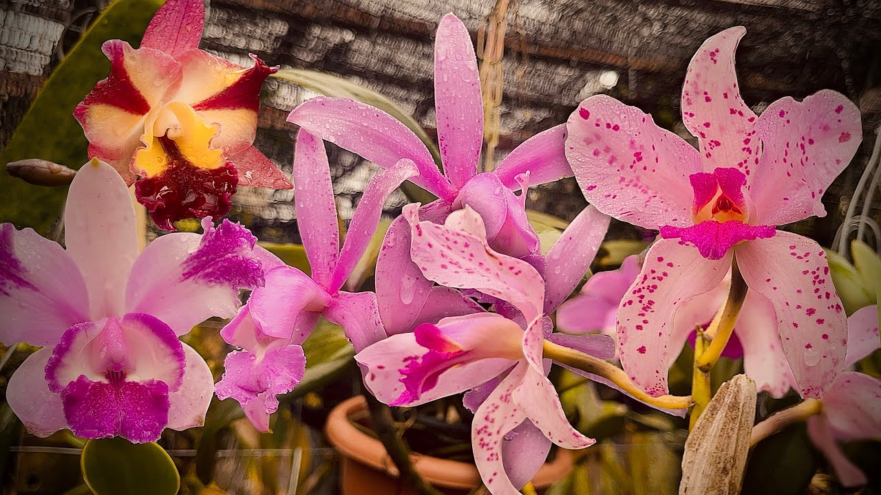 FLORAÇÕES DE ORQUÍDEAS DANDO BOAS VINDAS A SETEMBRO!!!! #cattleyas #orquideas #flores #explore 