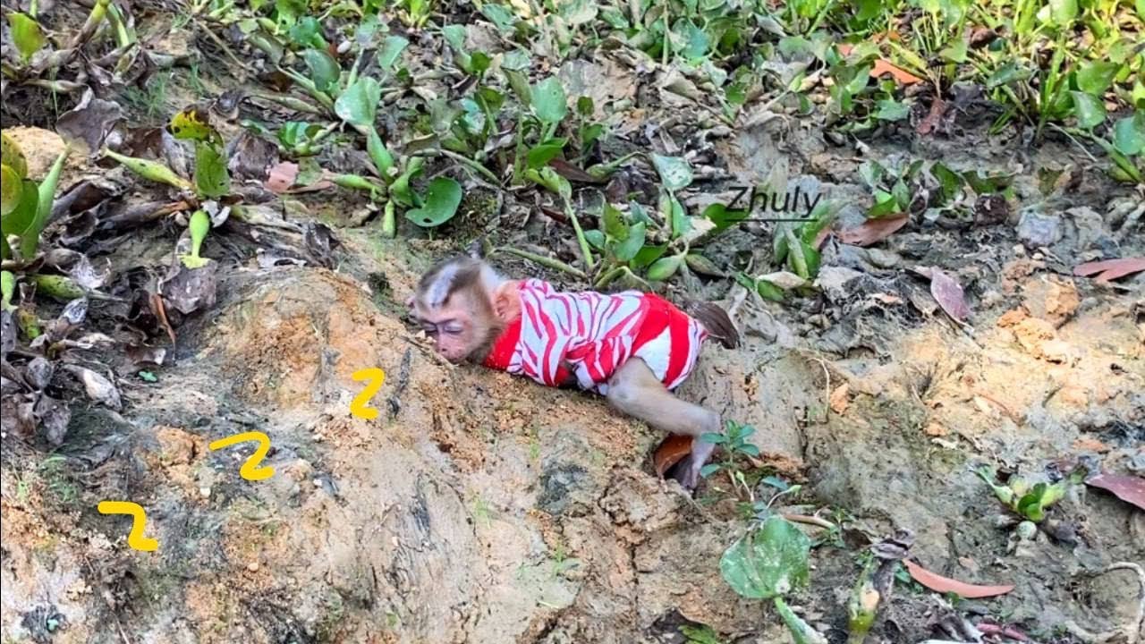 Baby Monkey Zhuly Vry Comfy Sleep Noon Nap On Ground