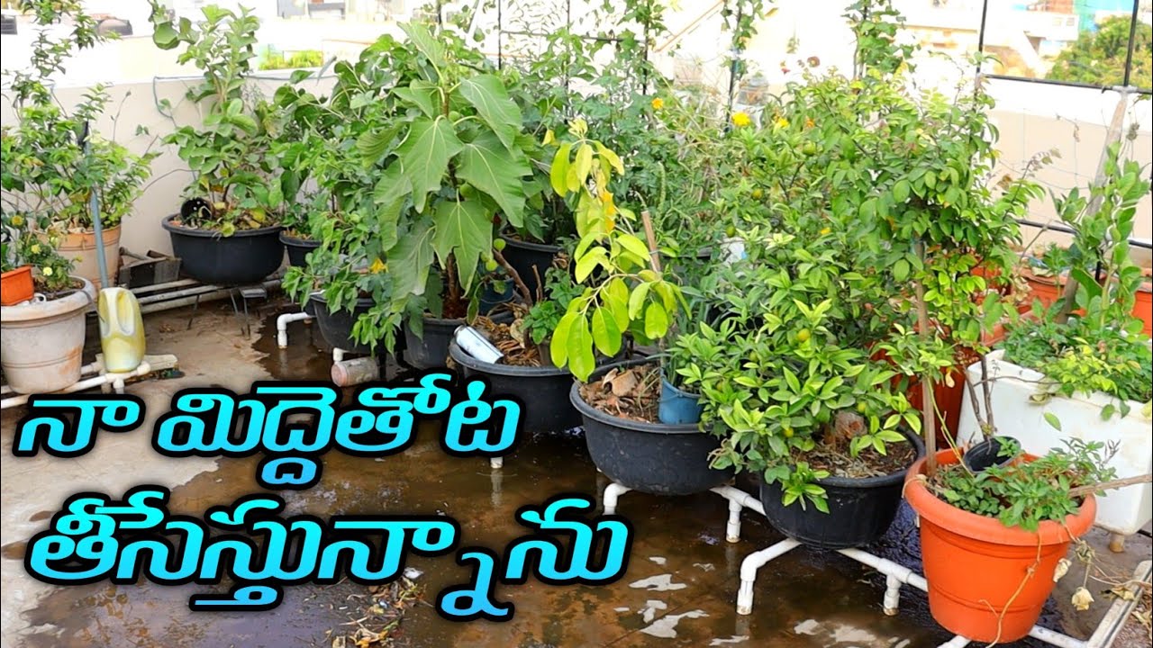 నా మిద్దెతోట తీసేస్తున్నాను, ఇలా అవుతుందని అస్సలు ఊహించలేదు Removing my terrace garden