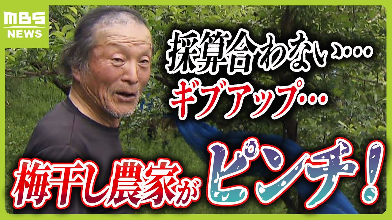 法改正で梅農家ピンチ！「採算合わず…もうギブアップ」危機の中立ち上がった梅ボーイズ『梅干し界の坂本龍馬に』販売取りやめた作り手も（2024年6月7日）
