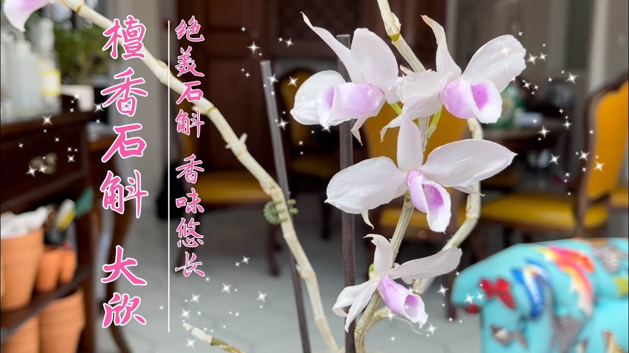 檀香石斛大欣Den. anosmum f.pink 垂吊类石斛养护方法，浇水方法，花期促花方法，如何控水？何时恢复浇水？为什么你的石斛只长高芽？坐标多伦多