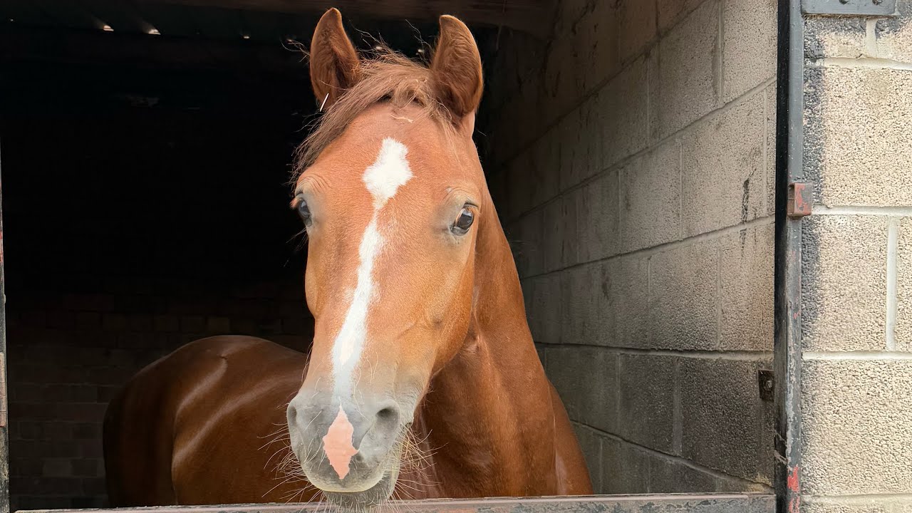 Neglected Horse Charlie’s First Showjumping Lesson | Training with Alec Trickett