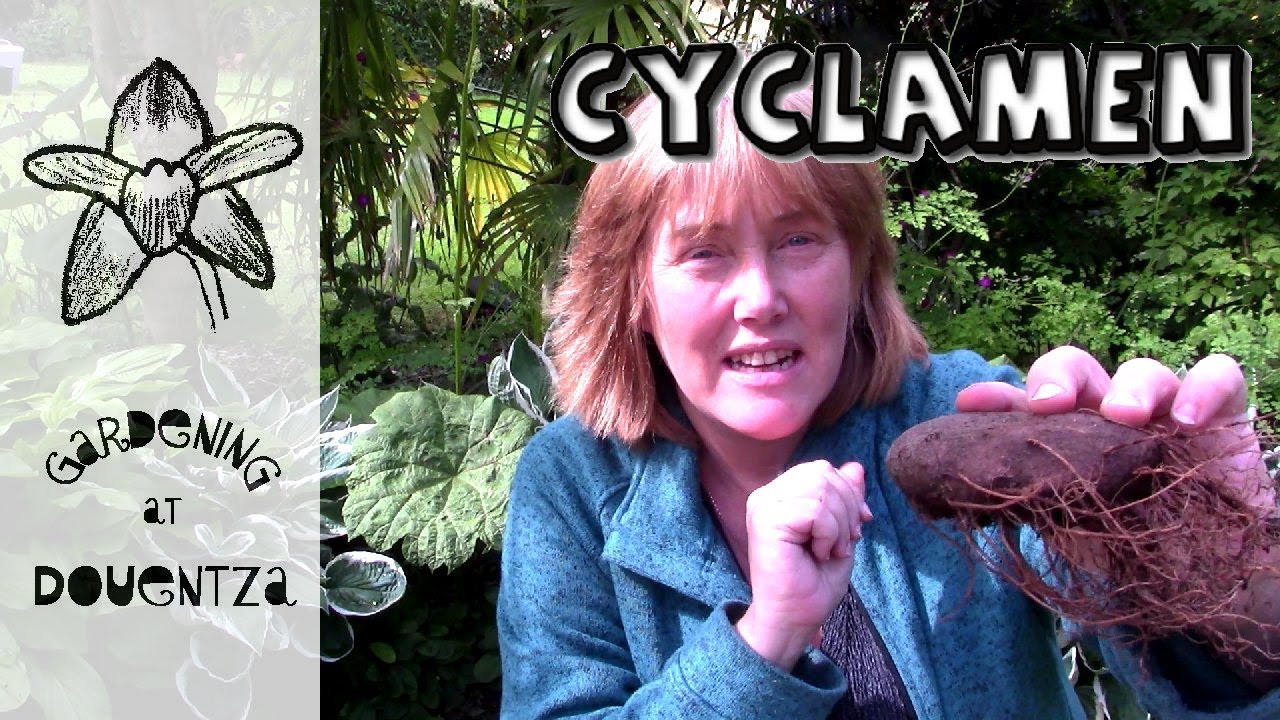 How to Plant Cyclamen & Giveaway Winner of Mars Hydro TS1000 Growlight