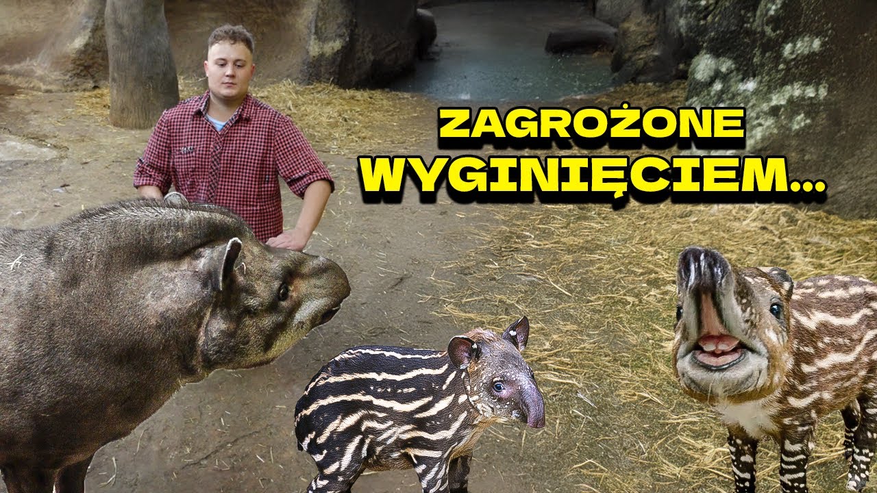 jest ZAGROŻONY WYGINIĘCIEM...