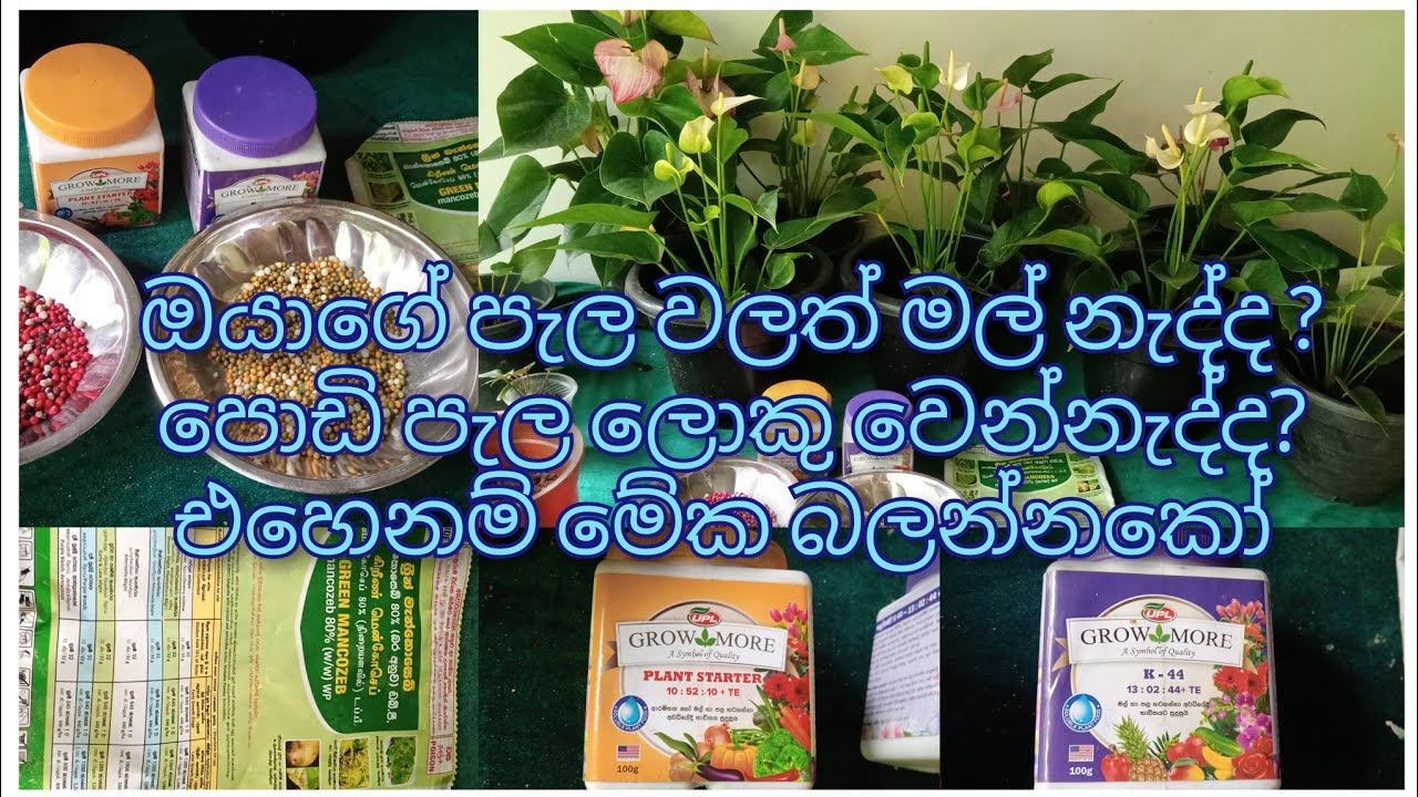 මගේ මල් වගාවේ රහස.ඔන්න ඔයාලගේ ප්‍රශ්න වලට පිළිතුරු