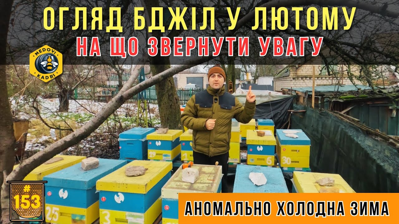 Огляд бджіл в лютому. Розплід. Корми. Волога.