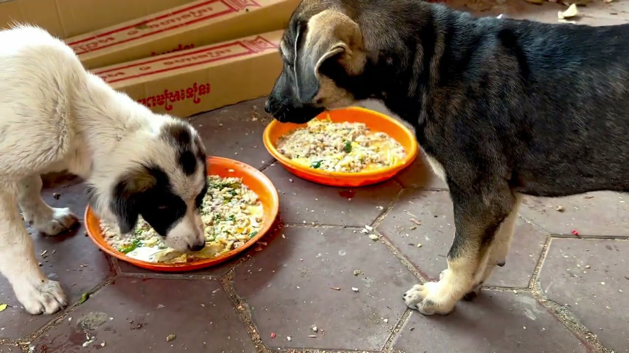 The Puppy is eating food, lovely is animals.#cat #kitten #puppy #dog #monkey #rabbit #shorts #seal 