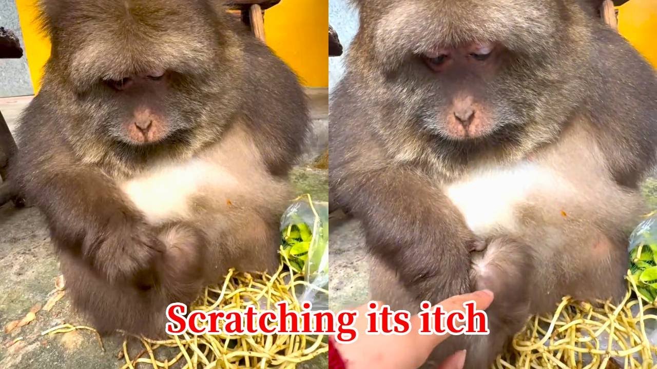 Xingxing Was Scratching An Itch, But Unexpectedly, Scratching It Made It Feel Worse.