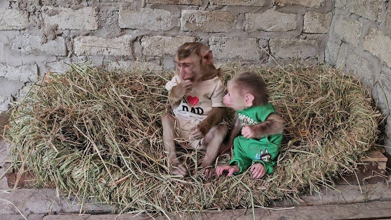 Этой зимой Ламбо, Би и всем животным будет очень тепло...