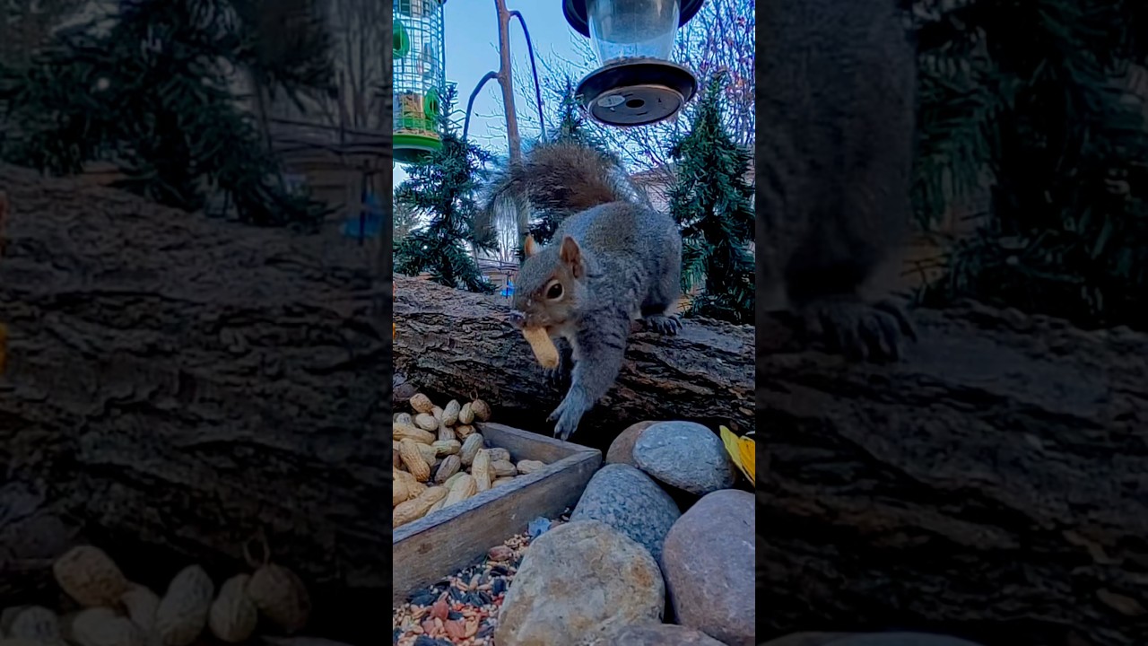 Earl’s Peanut Grab 🐿️🥜 #cute #squirrel #shorts