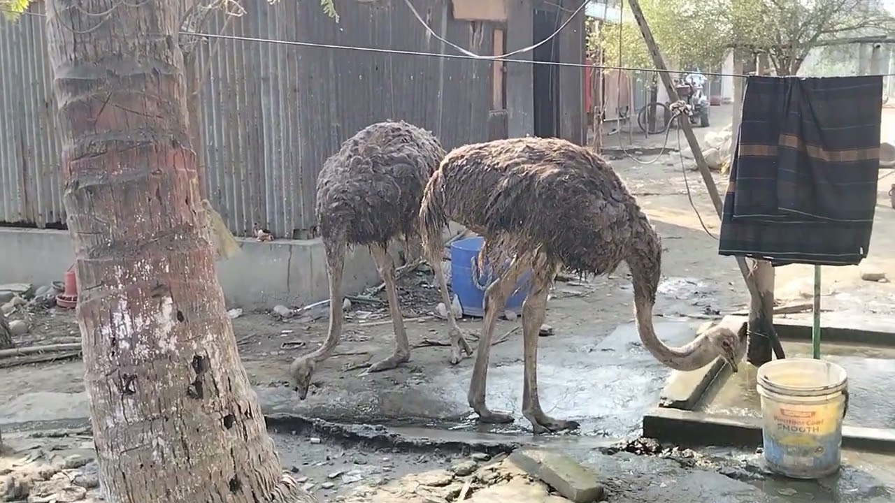 চলার পথে- খামারবাড়ি, ধামরাই উপজেলা