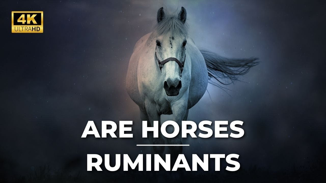 Are Horses Ruminants? Separating Fact from Fiction in Equine Digestion