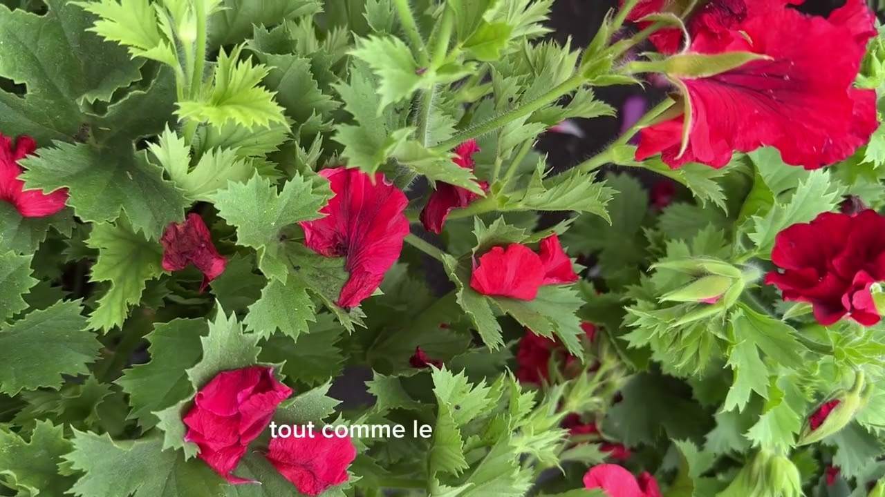 Le pelargonium