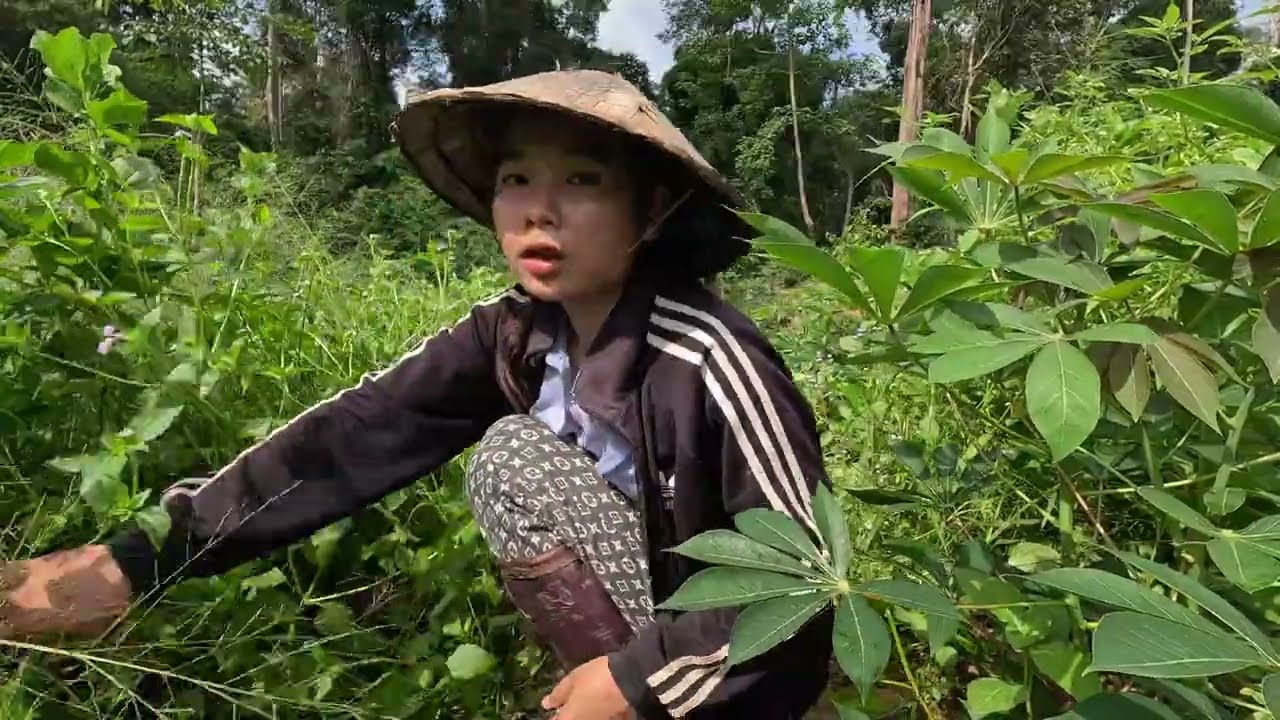ເສຍຫຍ້າມັນຕົ້ນກ້ອຍຫອຍ//เสยหย้ามันต้นกินก้อยหอย 6 สิงหาคม ค.ศ. 2025