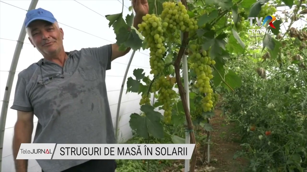 STRUGURI DE MASĂ ÎN SOLARII