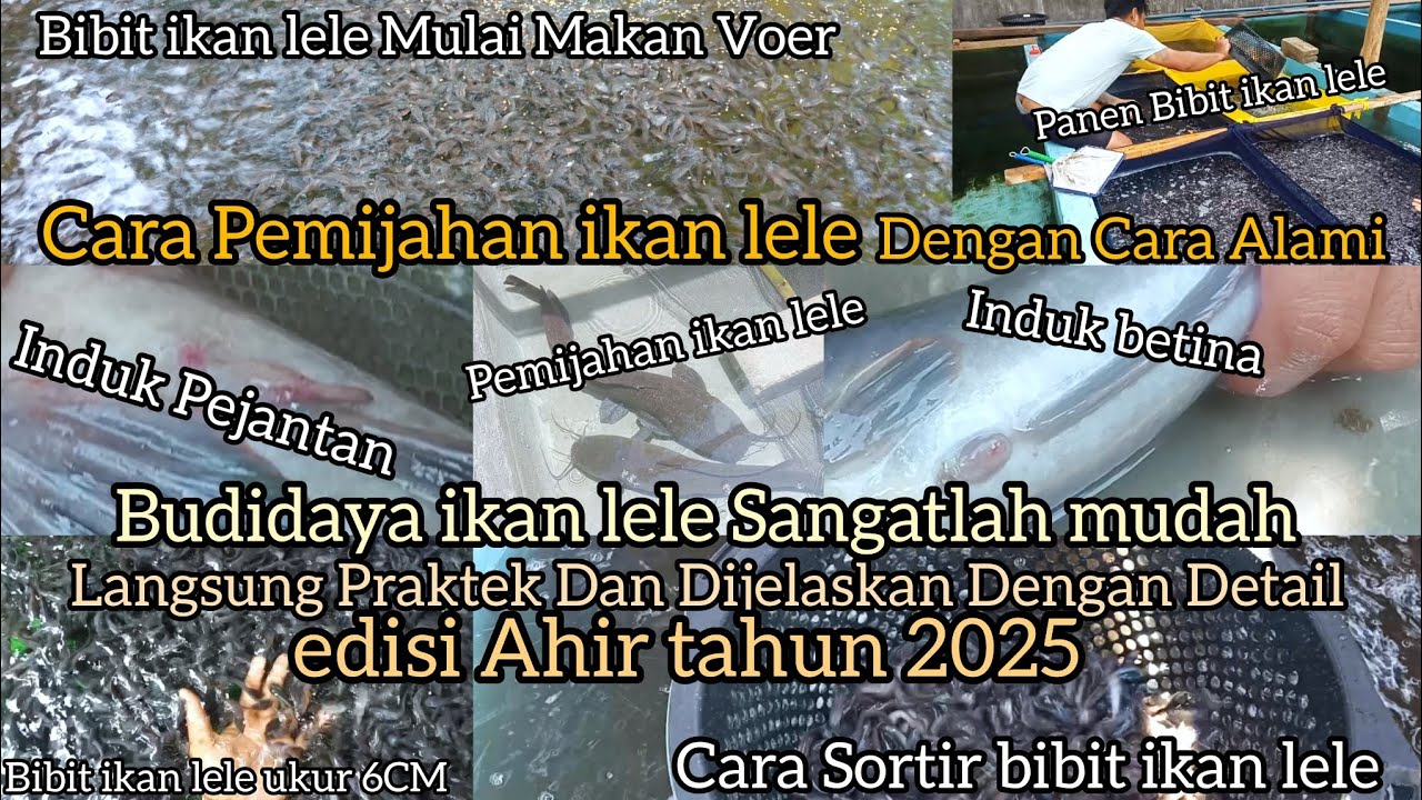 Cara Pemijahan ikan lele Terbaru 2025 #pemijahanikanlele #budidayaikanlele #ternaklele #ikanlele 