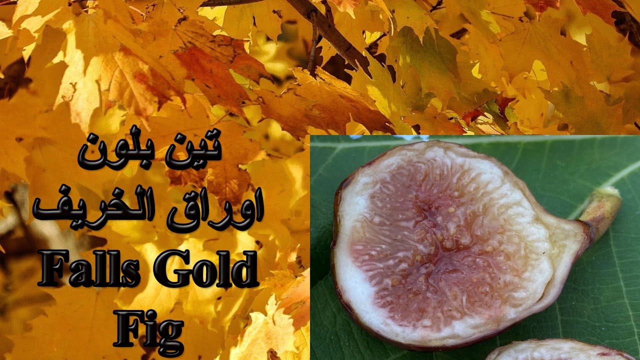 تين ذهب الخريف السكري Falls Gold Fig 09-22-2023