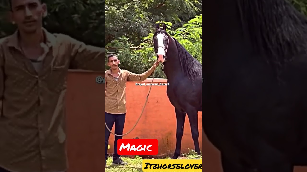 🐎🐴 Great gambler ka beta Stallion Magic 💕💕💕💕💕 #shortvideo #marwaristallion #horsepower #horse_lover
