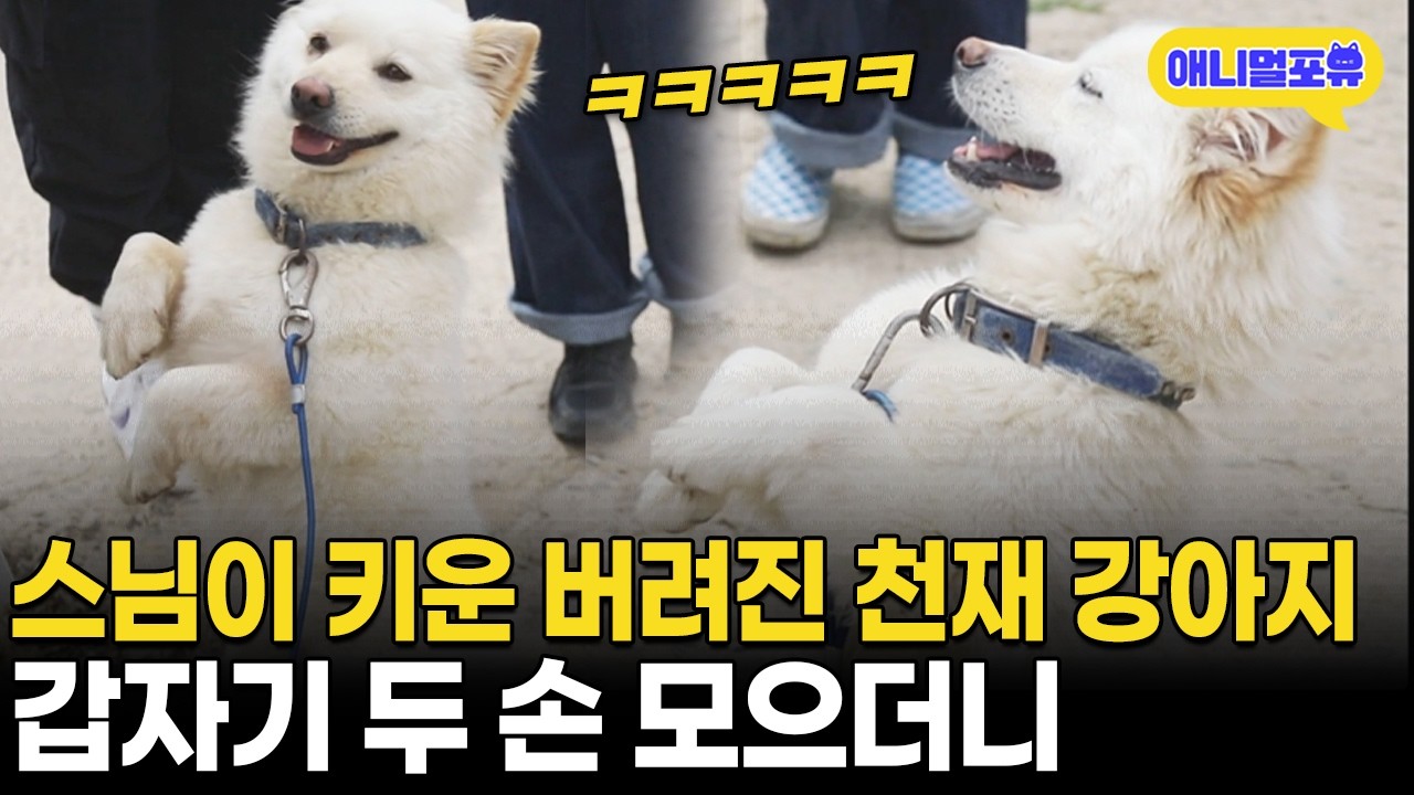 이게 무슨..? 스님이 주워온 강아지, 천재견인 줄 모르고 키웠더니 I KBS 동물극장 단짝 230520 방송